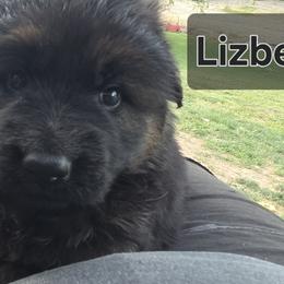 Lizbeth - Black and red female German Shepherd puppy in Reno, Ohio from Segen Von Gott German Shepherd’s