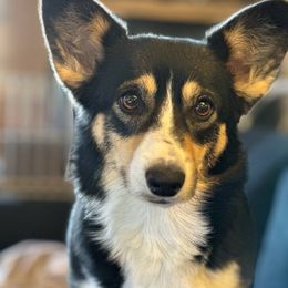 Lilo - Pembroke Welsh Corgi