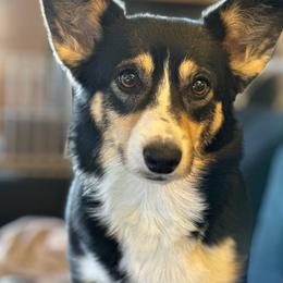 Lilo - Pembroke Welsh Corgi