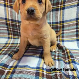 Girl 7 - Yellow female Labrador Retriever puppy in Potosi, Wisconsin from Point and Flush Gun Dogs