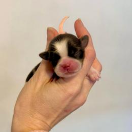 Juliet - Liver and white female Shih Tzu puppy in Stroud, Oklahoma from Laik’s Little Shihtz & Poms