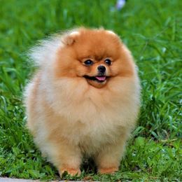 James - Pomeranian