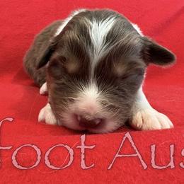 Boy 6 - Red tri-color male Australian Shepherd puppy in Lowell, Indiana from Bearfoot Aussies and Tollers