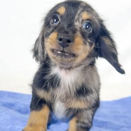 Chocolate - Dapple male Dachshund puppy in Sacramento, California from MiniDoxPups