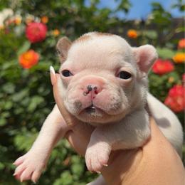 Peony - Fawn female French Bulldog puppy in Galt, California from The three little frenchies