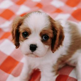 Cavalier King Charles Spaniel Puppies from Cavalier & Co.