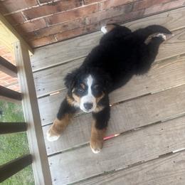 Bernese Mountain Dog Puppies from Julia Bonds