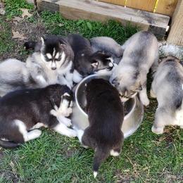 Siberian Huskies from Addicted to the Husky Life