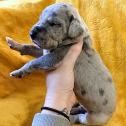 Donkey - Merle male Great Dane puppy in Jerusalem, Arkansas from Mara Danes