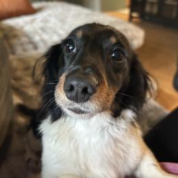 Rider - Piebald male Dachshund puppy in Belfair, Washington from SnortVille Frenchies & CreekSide Mini Doxies