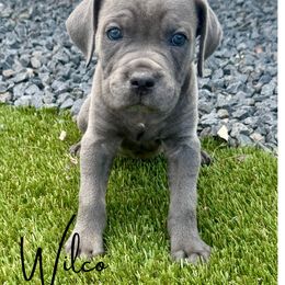 Blue male - Gray male Cane Corso puppy in Florence, Texas from Wilco Cane Corso