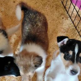 Reserved Harry - Sable and white male Collie puppy in St Stephens, Wyoming from Desert Kennels