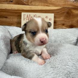 Hank - Red merle and white male American Corgi puppy in Stillwater, Oklahoma from Steele Family Farms