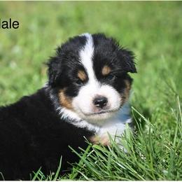 Black Tri Male - Black tri male Miniature American Shepherd puppy in Rochester, Massachusetts from Anchored Roots Miniature American Shepherds