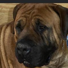 Aspen  - Boerboel