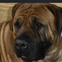 Aspen  - Boerboel