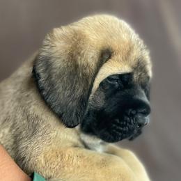 Girl 5 - Fawn female Mastiff puppy in Monterrey from Huereca Mastiff