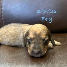 AKC Boy 4 - Cream male Dachshund puppy in Joshua Tree, California from Desert Dreams Ranch