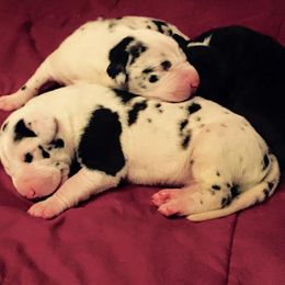 Great Dane Puppies from Lotsaspots Danes