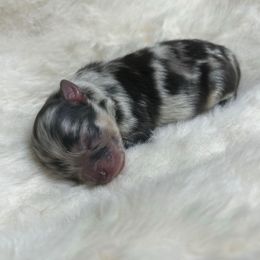 Elvis - Blue merle male Pomeranian puppy in Hughes Springs, Texas from Hughes Springs Tx Poms