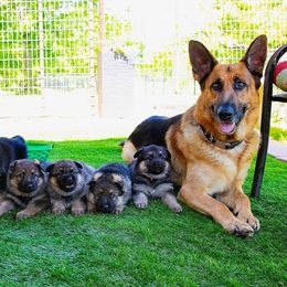 German Shepherds from Cacao German Shepherds