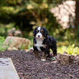 Beau - Tri-color male Bernedoodle puppy in Narvon, Pennsylvania from CBKB Bernedoodle’s
