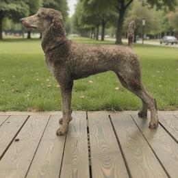 Raven - Poodle