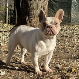 French Bulldogs and Great Danes from That Gurl Frenchies