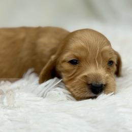 Iris - Red female Dachshund puppy in Goodyear, Arizona from D&C Royal Dachshunds LLC
