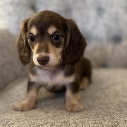 Luke - Chocolate and cream male Dachshund puppy in Fort Gibson, Oklahoma from Cooper’s Dachshunds