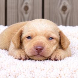 Jacob - Cream male Dachshund puppy in Industry, Illinois from KDKs Kennels