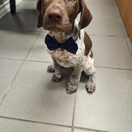 German Shorthaired Pointer Puppies from Tipsy Rabbit GSP TopDog Kennel