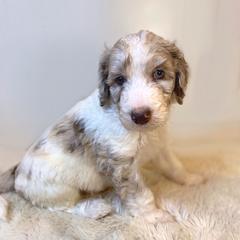 Dashwood - Merle Irish Doodle puppy in Tennessee from Family Wolfadoodles