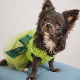 AKC Blue Girl xxs - Blue female Chihuahua puppy in Brooklyn, New York from Nadezhda's Chihuahuas