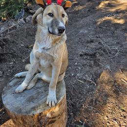 Central Asian Shepherd Dog and Kangal Puppies from VSH Kangal Dogs & Central Asian Shepards/Alabai