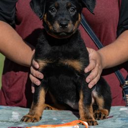 Solar - Black and rust female Beauceron puppy in Medina, Ohio from Beaucerons Des Vents