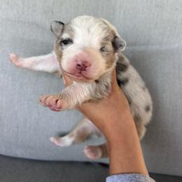 Vogue - Blue merle female Australian Shepherd puppy in Mcmillan, Michigan from Hall-N-Auss Australian shepherds