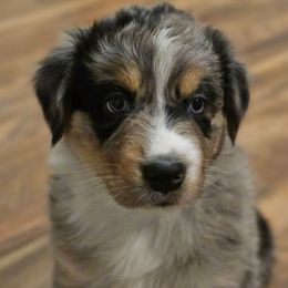 Poseidon - Blue merle male Australian Shepherd puppy in Independence, West Virginia from Haddix Farms
