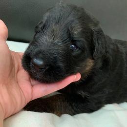 "Blue boy" German Shepherd Puppies from R.J German Shepherds