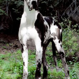 Great Dane All Grown Up from Glacier Danes