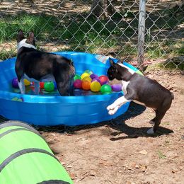 Boston Terrier and Italian Greyhound Puppies from 4Ever Boston Terriers & Italian Greyhounds