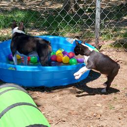 Boston Terrier and Italian Greyhound Puppies from 4Ever Boston Terriers & Italian Greyhounds