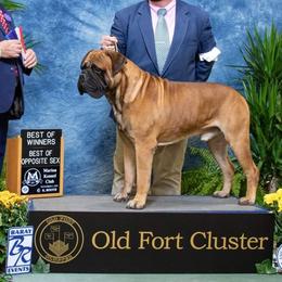 Tyson - Bullmastiff