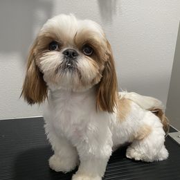 Shih Tzus from Bel Aire Beauties