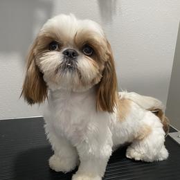 Shih Tzus from Bel Aire Beauties