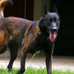 Nero - Belgian Malinois