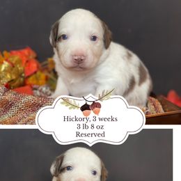 Hickory - Red merle male Australian Shepherd puppy in Marshall, Virginia from Greywood Farm Aussies