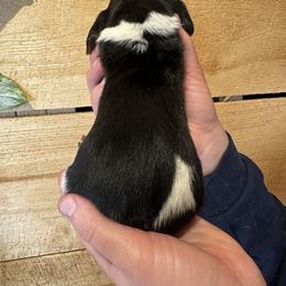 Male 2 - Black brown and white male Basset Hound puppy in Lindley, New York from Hill Top Basset Hounds & Cane Corso