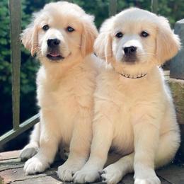 Golden Retriever Puppies from Chirping Meadows Goldens