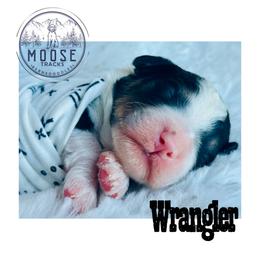 Wrangler - Tri-color male Bernedoodle puppy in Belleville, Michigan from Moose Tracks Bernedoodles